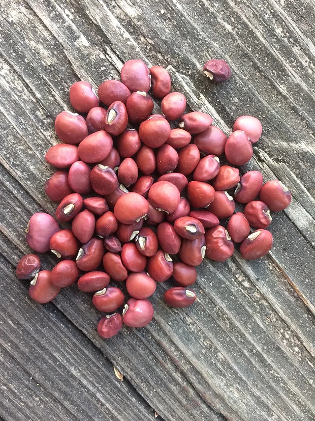 Brim Seed Co. - Southern Acclimated Red Cowpea Southern Pea Heirloom Seed