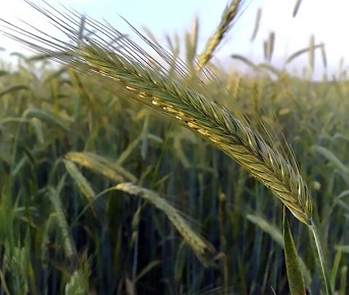 Rhymin Rye - 5lb. (In Store Only)