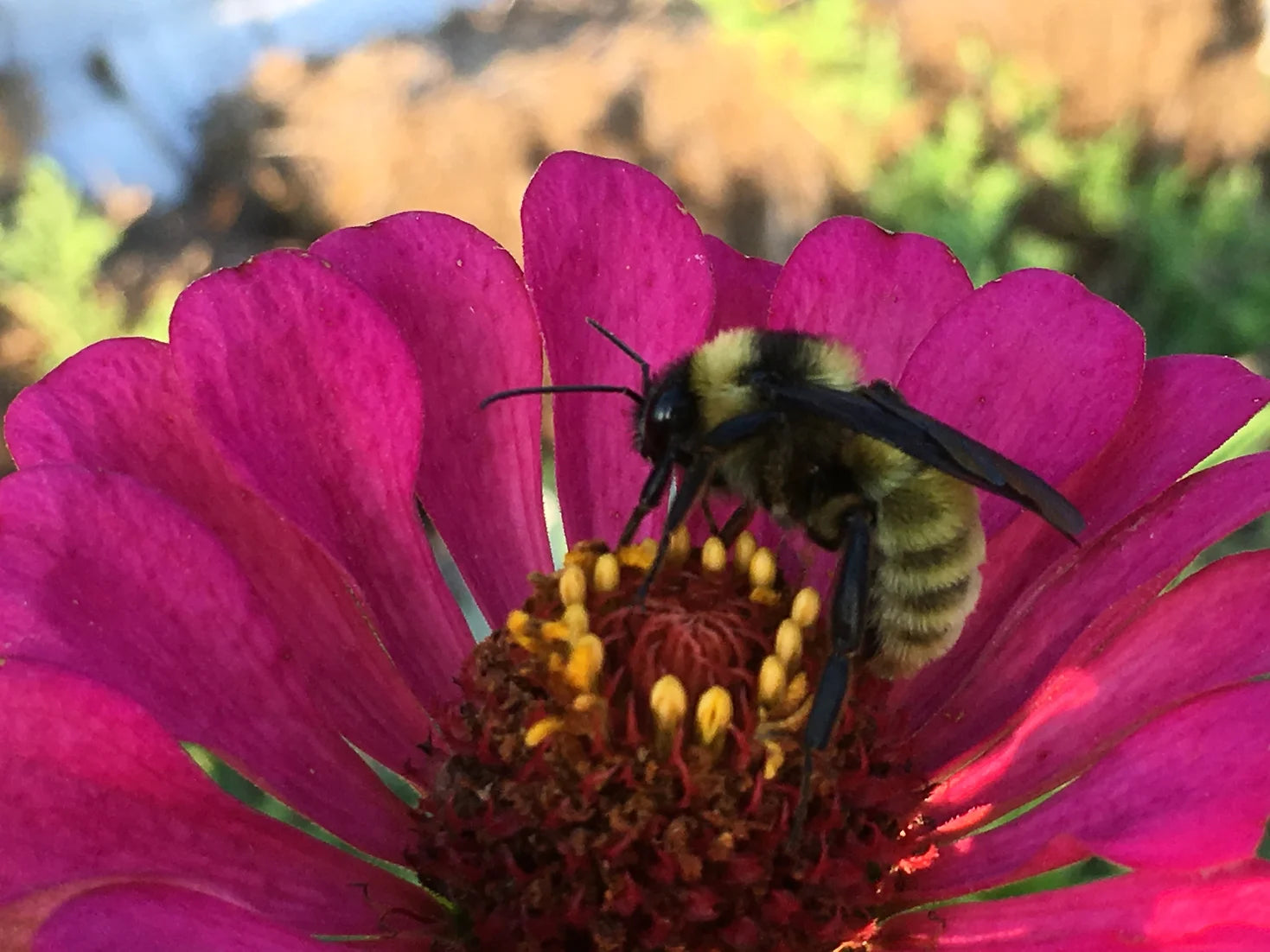 Brim Seed Co. - Southern Acclimated Brazos Valley Mix Zinnia Flower Heirloom Seed