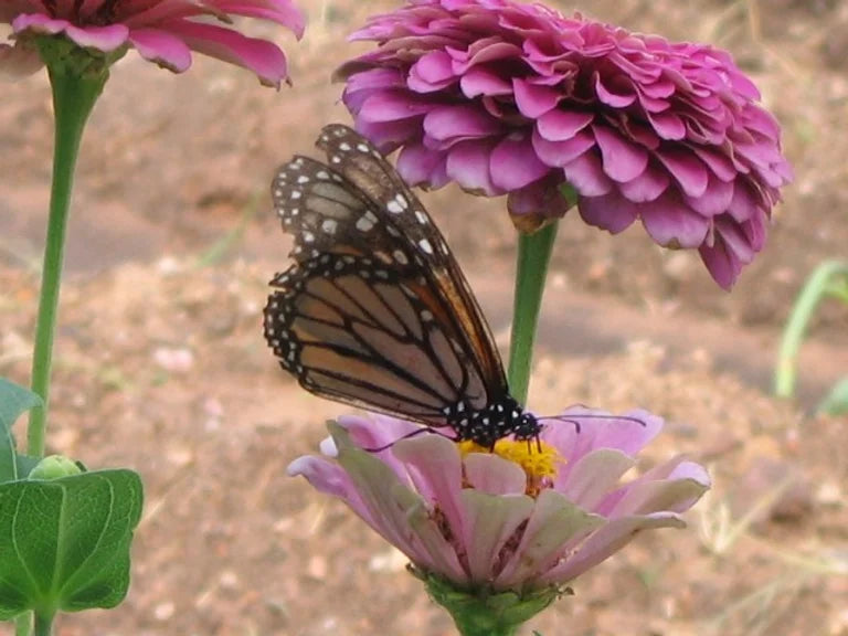 Brim Seed Co. - Southern Acclimated Brazos Valley Mix Zinnia Flower Heirloom Seed