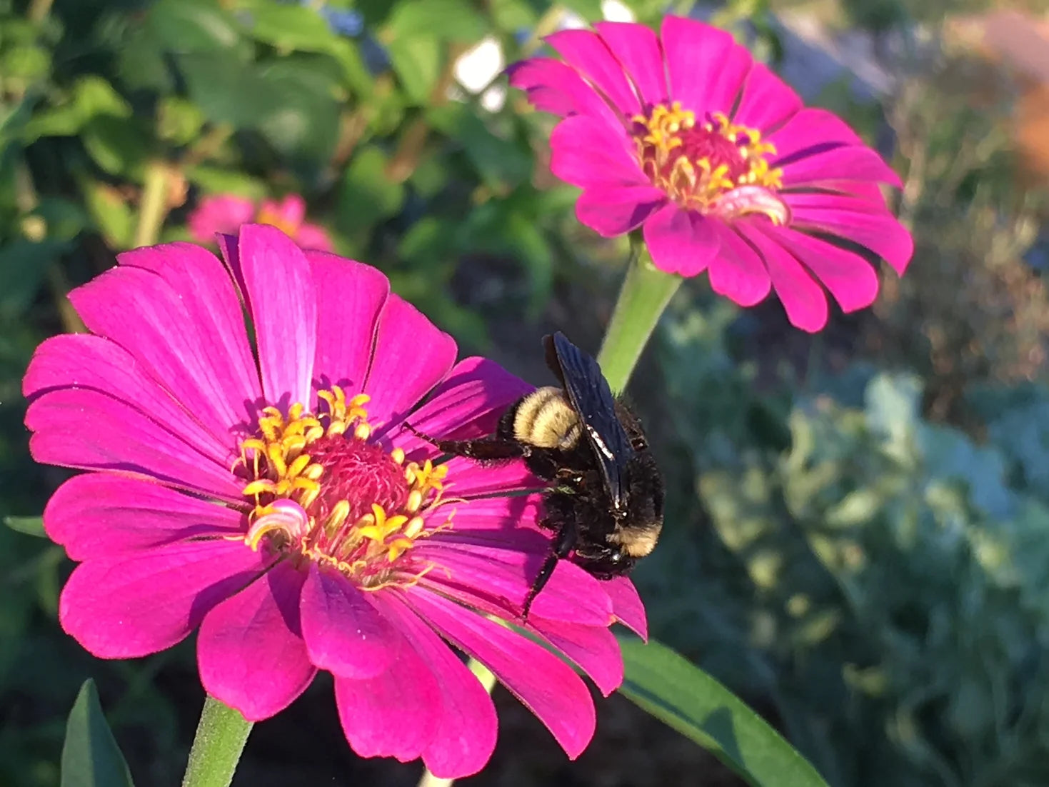 Brim Seed Co. - Southern Acclimated Brazos Valley Mix Zinnia Flower Heirloom Seed
