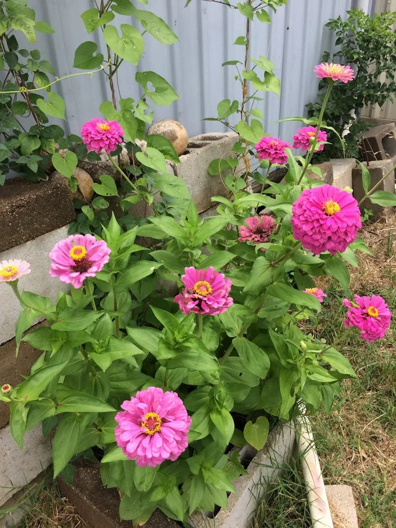 Brim Seed Co. - Southern Acclimated Brazos Valley Mix Zinnia Flower Heirloom Seed