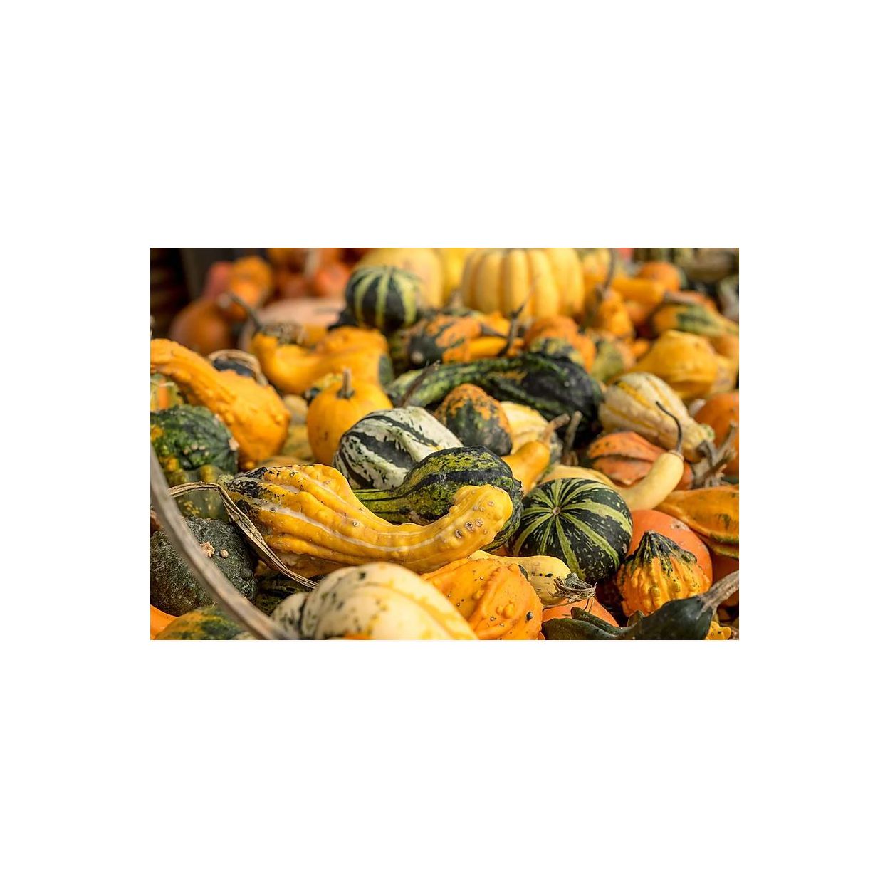 Brim Seed Co. Small Mixed Gourd seeds variety closeup