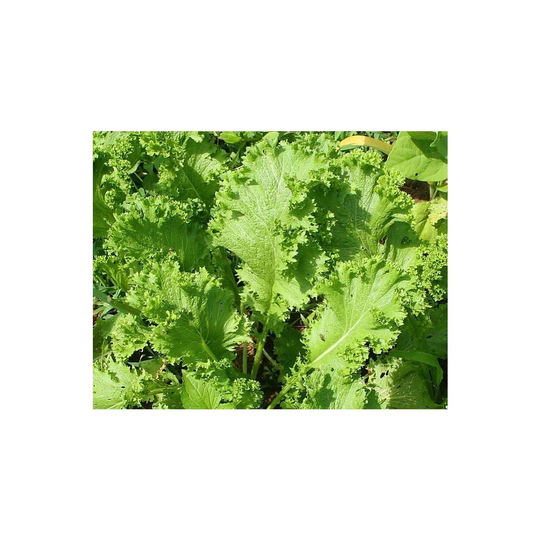 Brim Seed Co. - Southern Giant Curled Mustard Greens Heirloom Seed