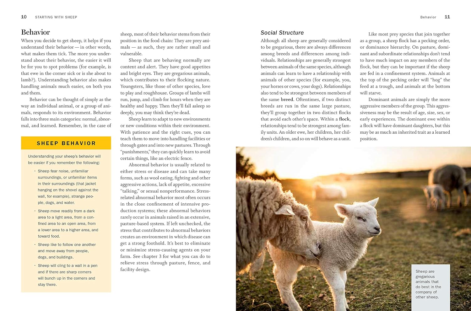 Storey's Guide to Raising Sheep, 5th Edition: Breeding, Care, Facilities – by Paula Simmons and Carol Ekarius