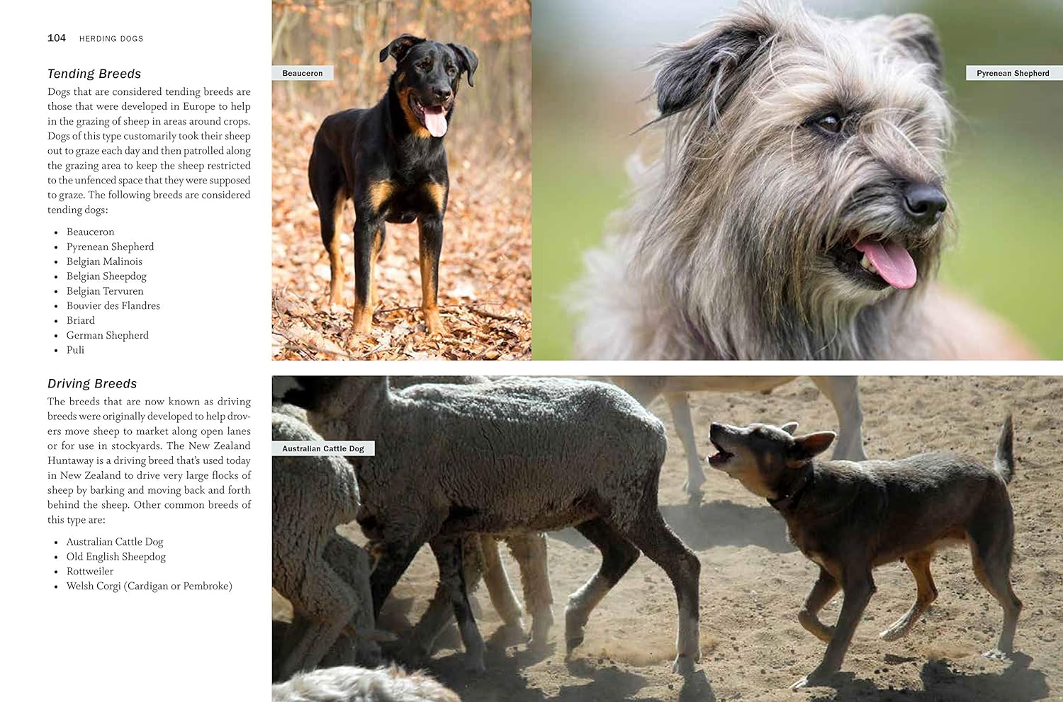 Storey's Guide to Raising Sheep, 5th Edition: Breeding, Care, Facilities – by Paula Simmons and Carol Ekarius