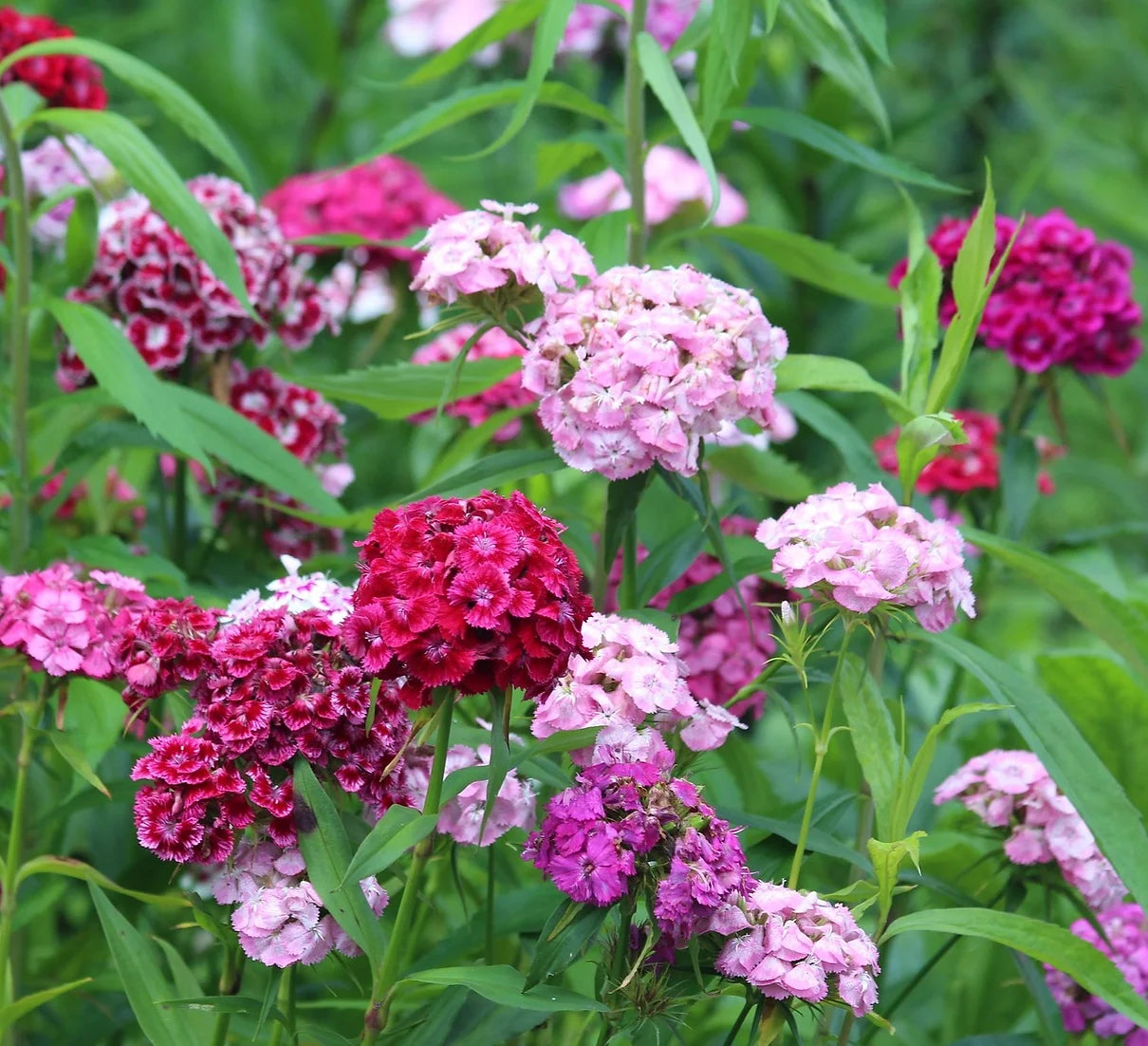 Brim Seed Co. - Sweet William Dianthus Flower Seed