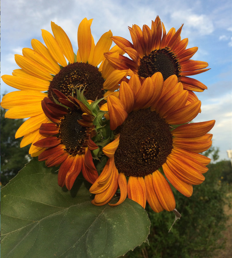 Brim Seed Co. - Velvet Queen Sunflower Heirloom Seed
