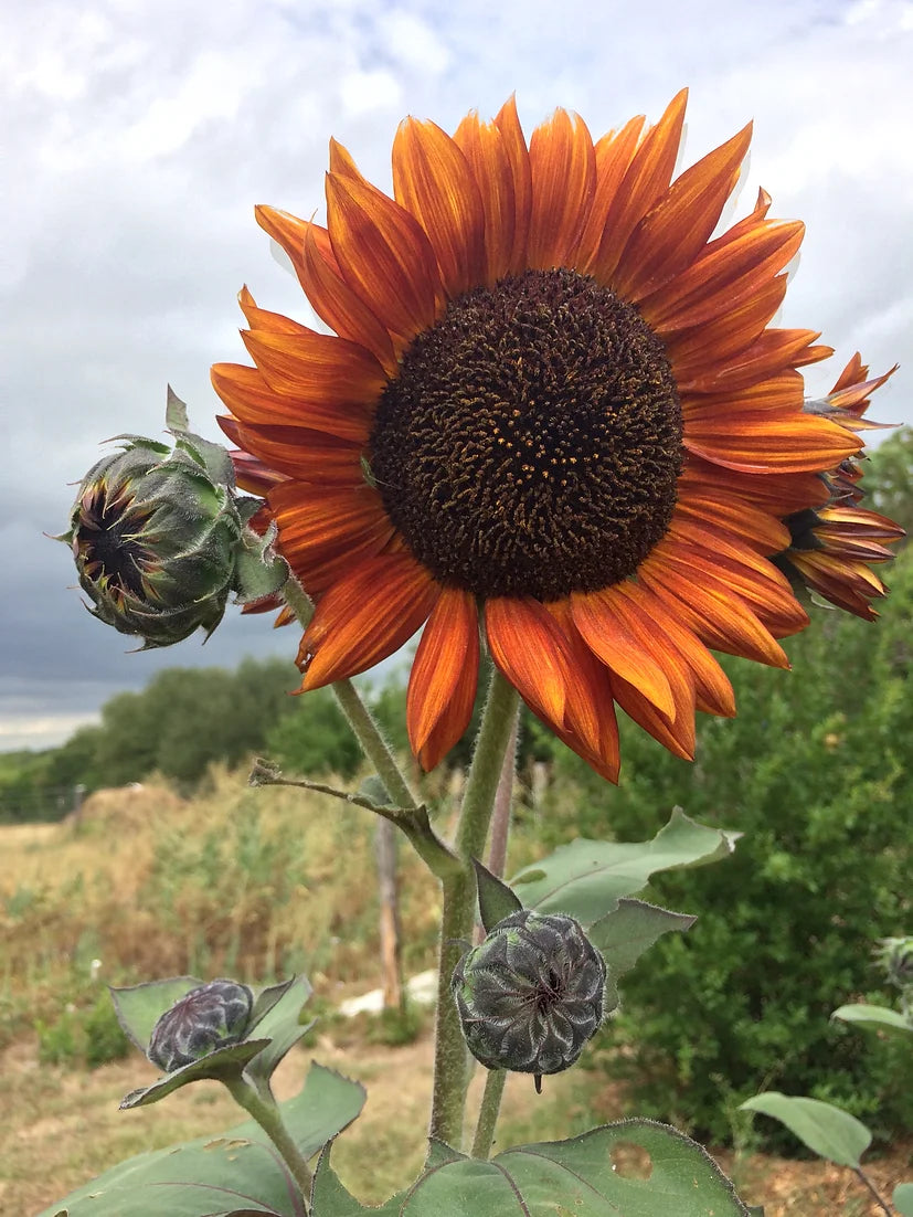 Brim Seed Co. - Velvet Queen Sunflower Heirloom Seed