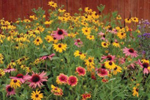 Wildflower Mix seeds 1 lb bag