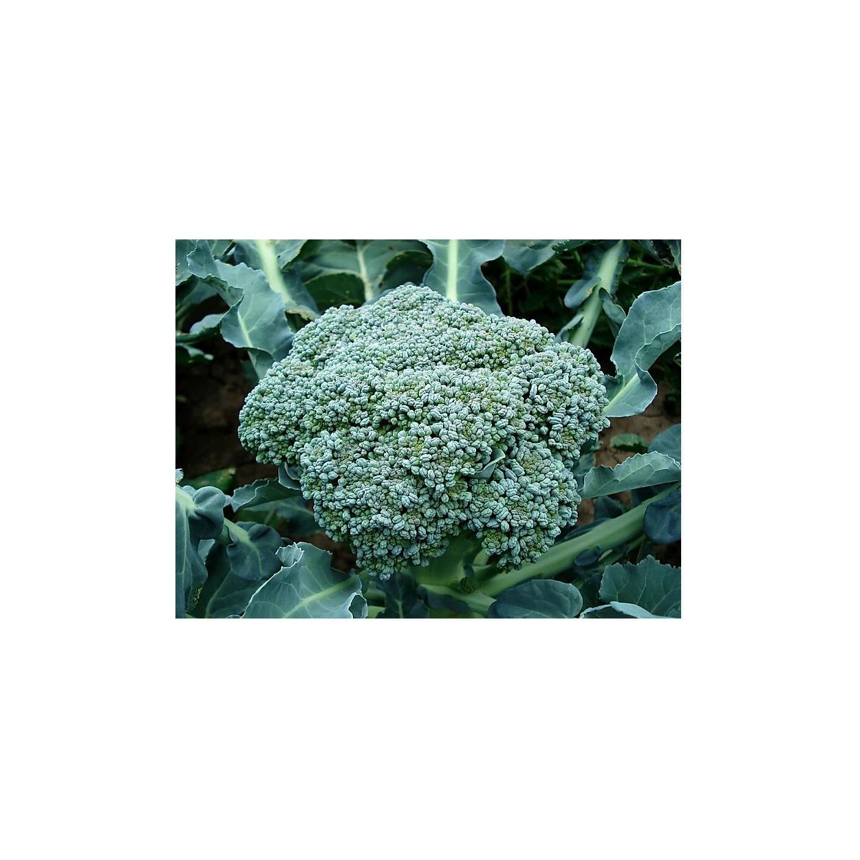 Fresh Waltham No.29 Broccoli florets close-up