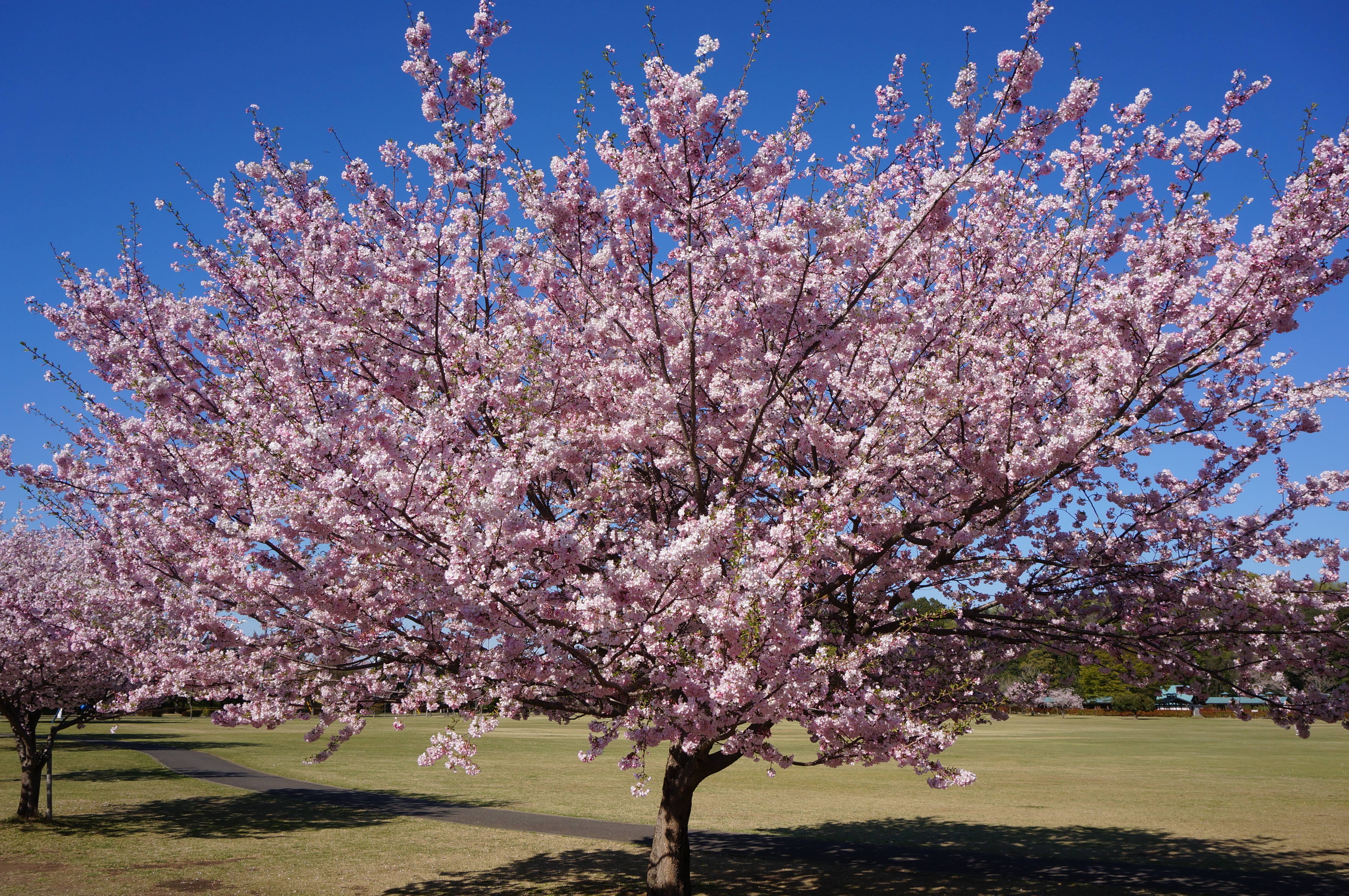 Jonsteen Company Flowering Cherry Blossom seed grow kit