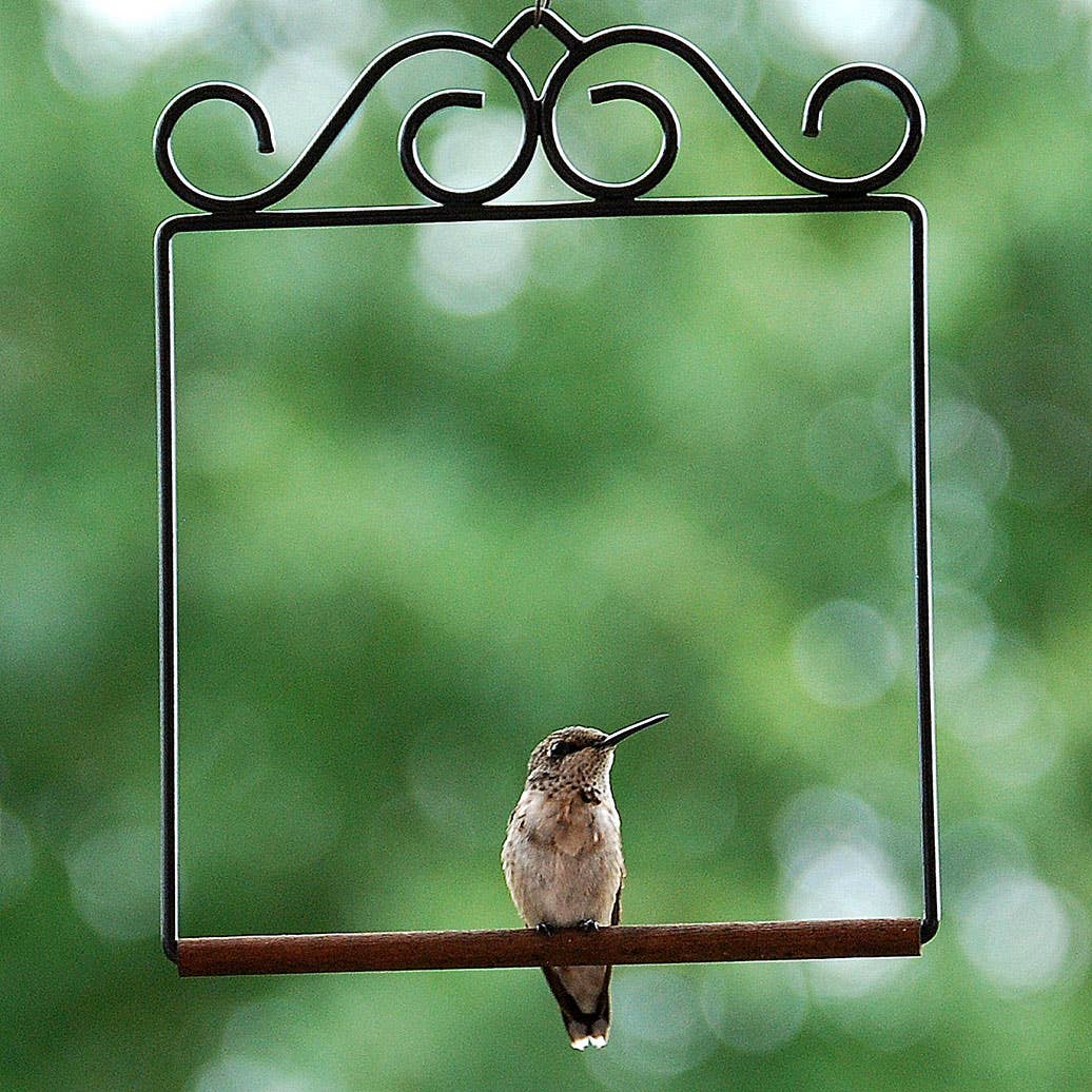 POP'S Original Hummingbird Swing (Black)