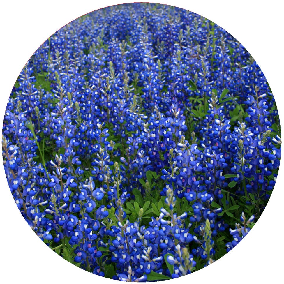 Andreas - AL Blue Bonnets Jar Opener