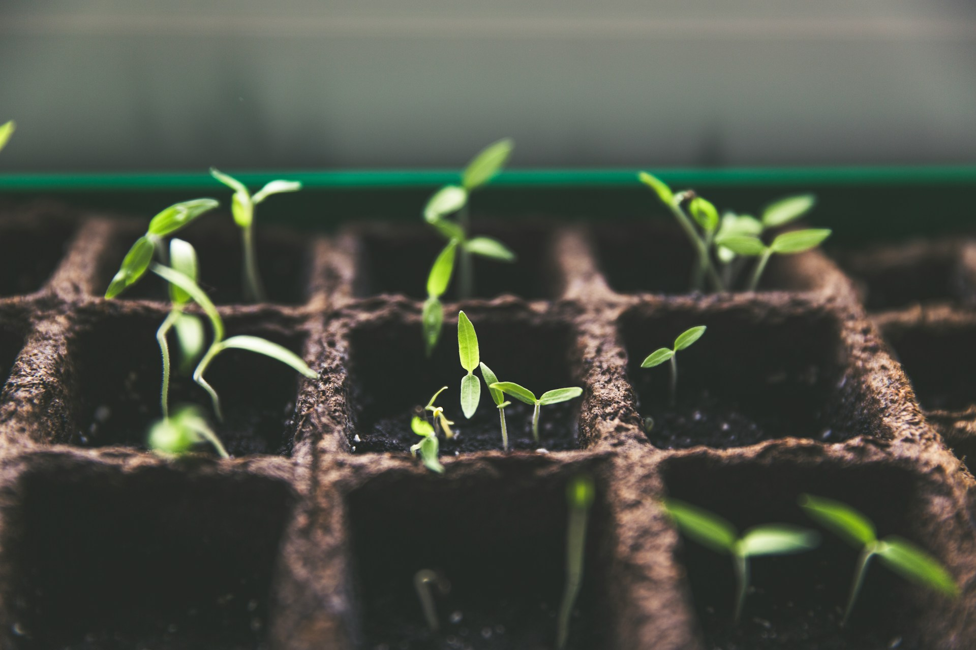 Heirloom Seeds