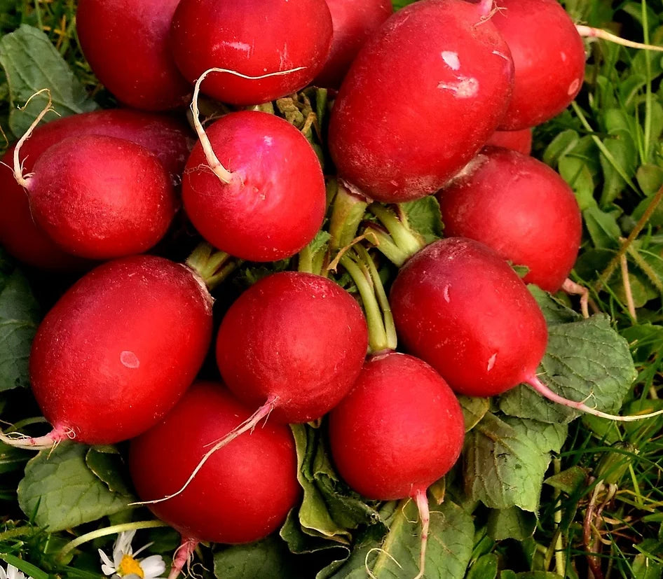 Radishes