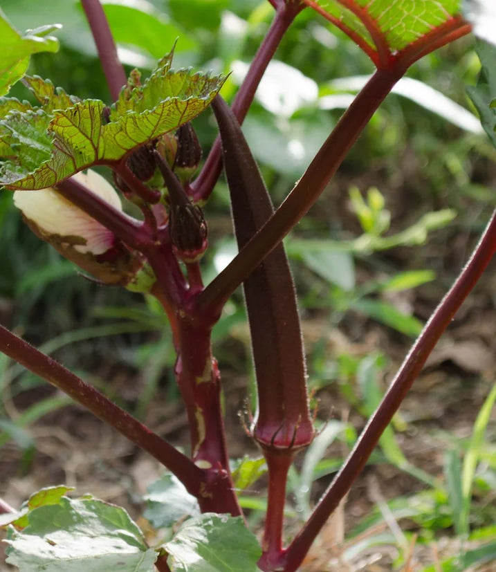 Okra