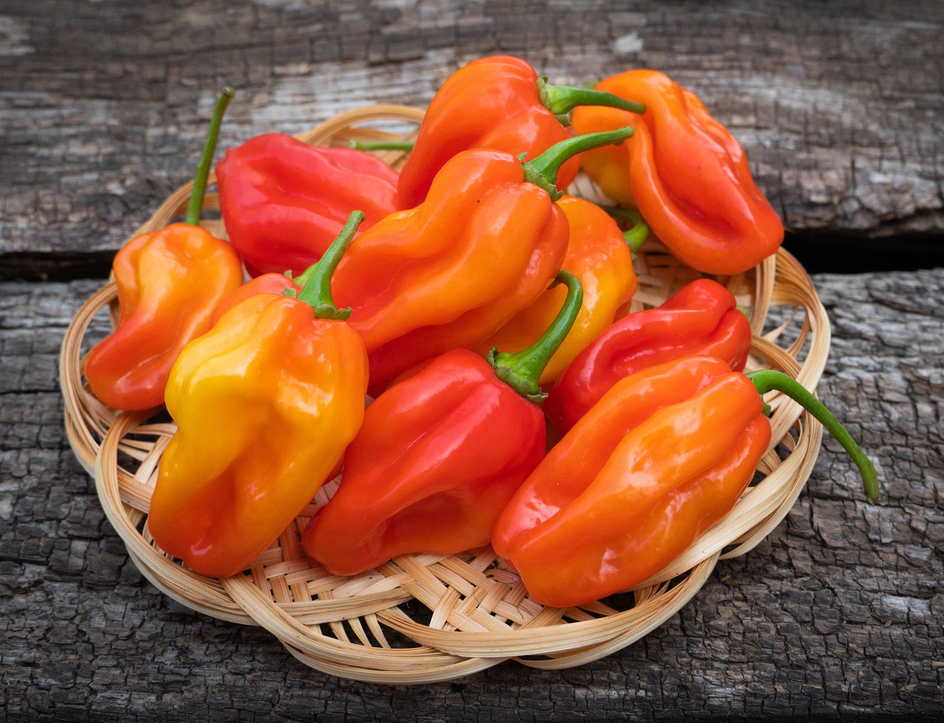 Harvested orange habanero peppers up close