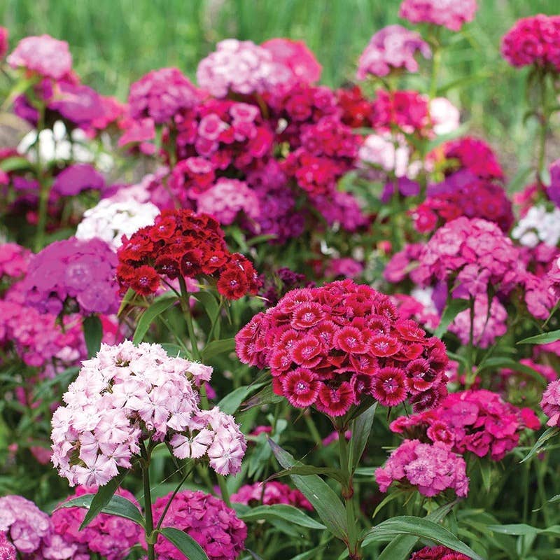 Bentley Seed Co. - Dianthus Mixed Colors Pinks