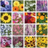 Bentley Seed Co. - Help Butterflies Help Pollinators Wildflower Seed Packets