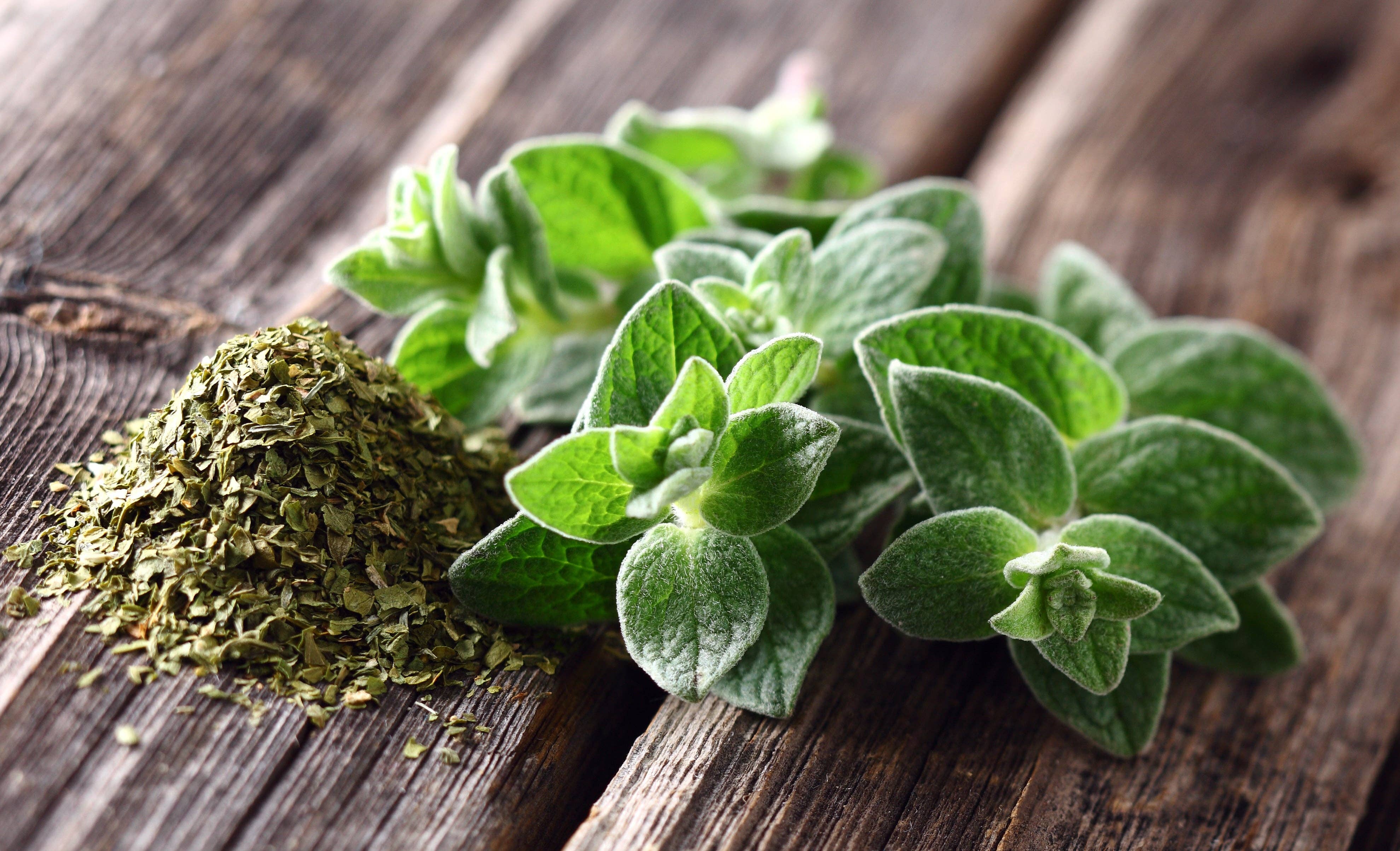 Oregano herb plant growing in garden