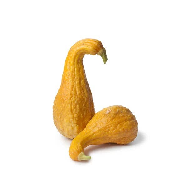 Yellow Crookneck Squash seed packet back details