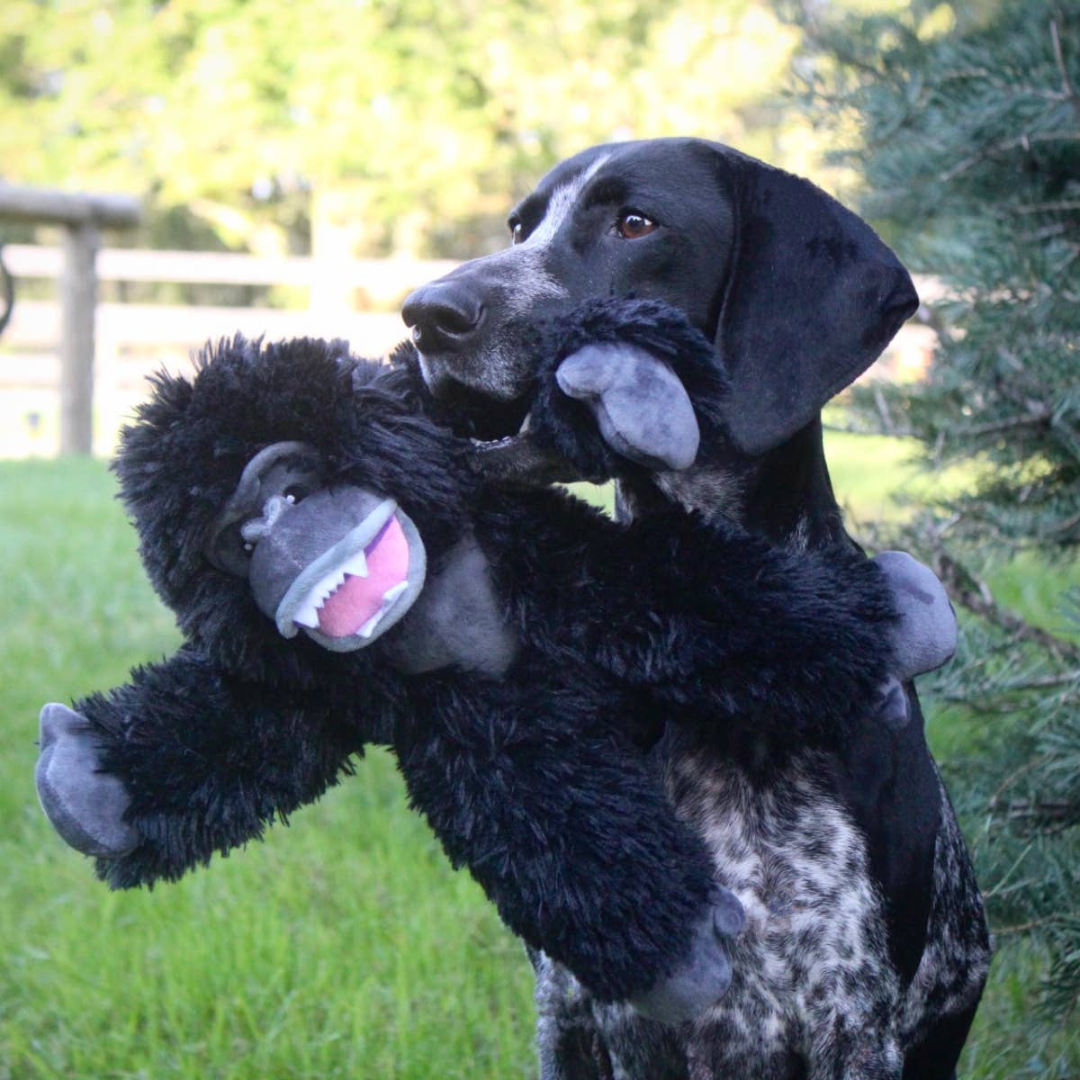 Tall Tails - Gorilla Rope Body Dog Toy