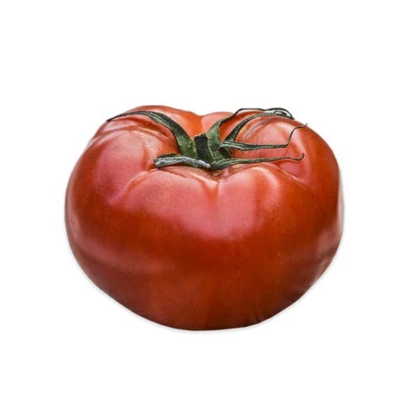 Ripe red Rutgers tomatoes on the vine