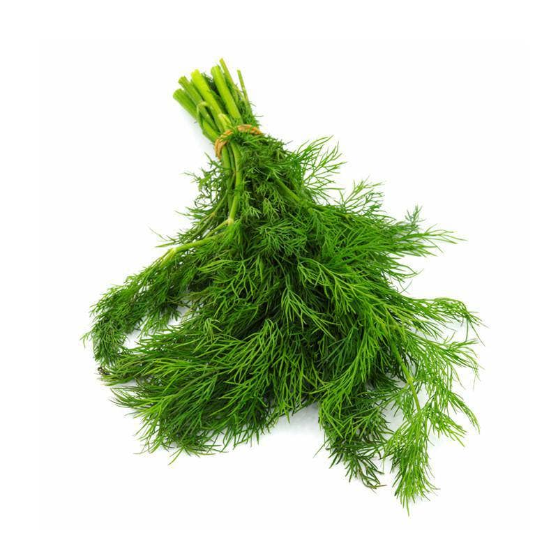 Dill Long Island Mammoth herb growing in garden