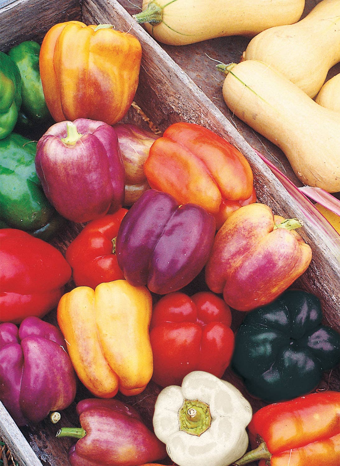 Colorful sweet carnival blend peppers in red yellow and orange