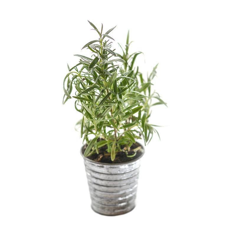 Rosemary herb plant with fragrant green sprigs