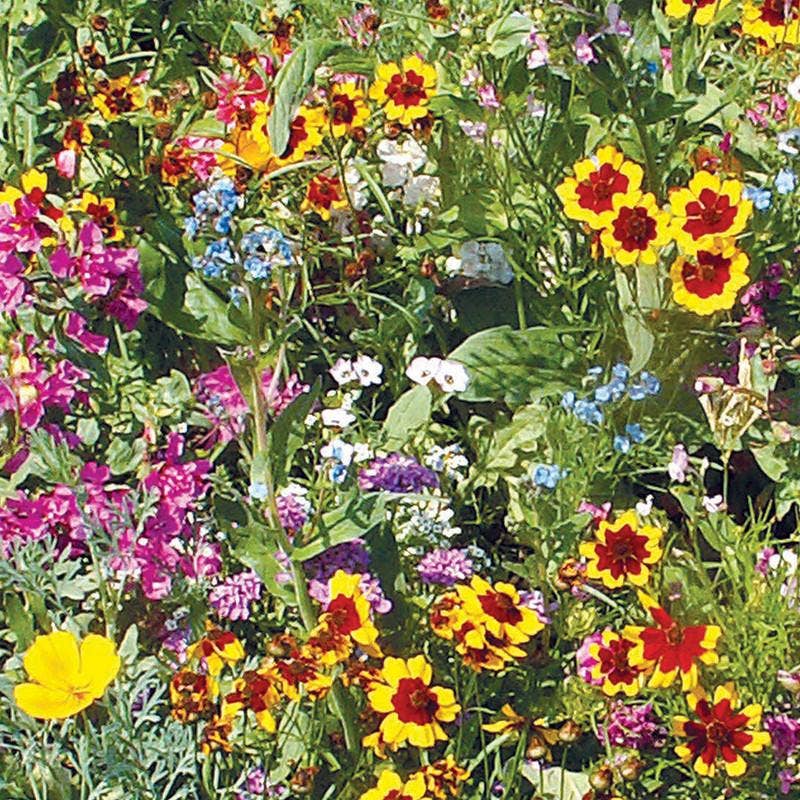 Bentley Seed Co. - Sunny Mix Wildflowers