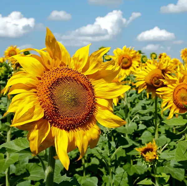 Bentley Seed Co. - Happy Birthday Sunflower Mammoth Sunflower Seed Packets