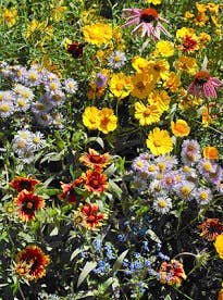 Garden Sprinkles | Honeybee