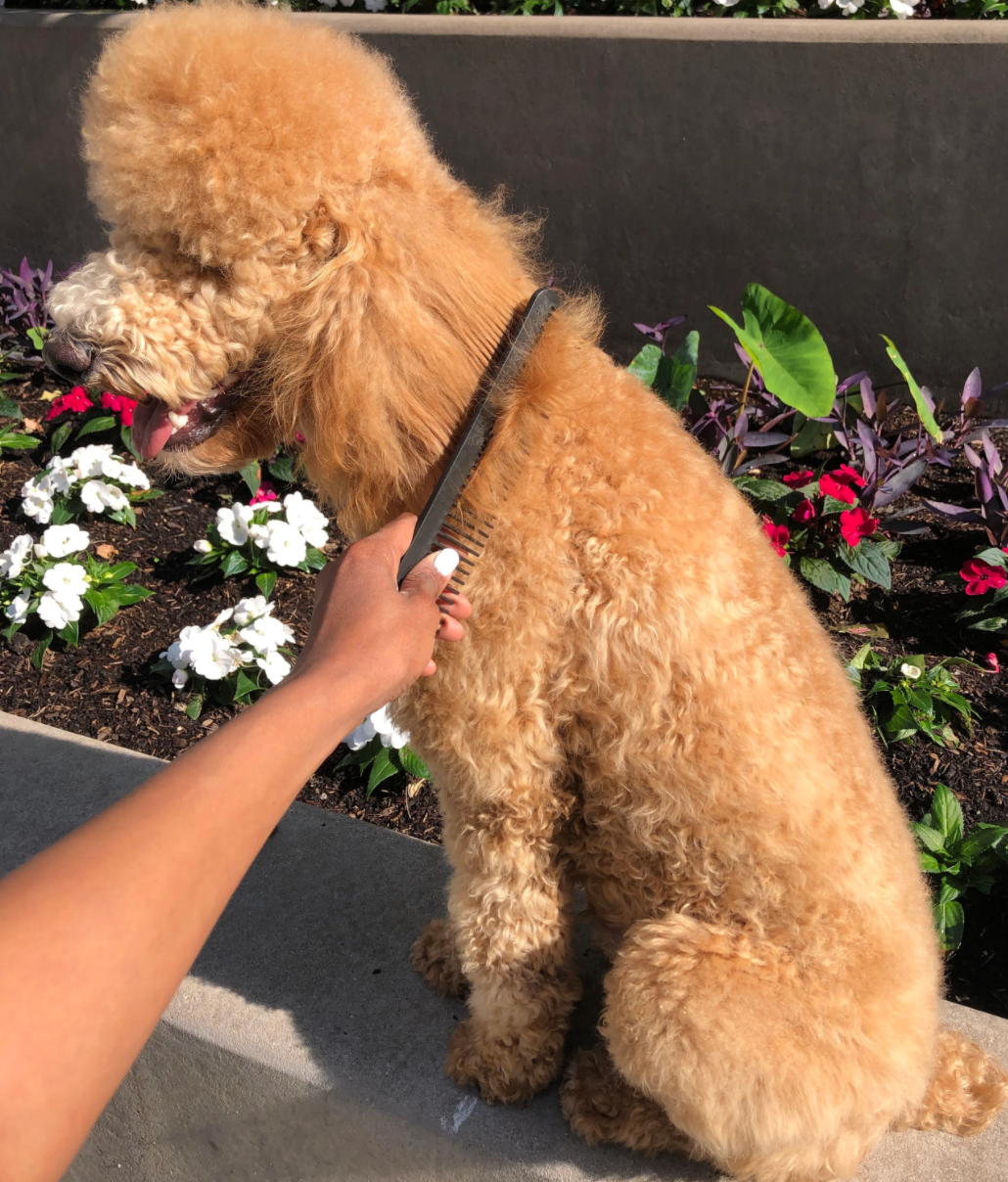 The Pet Comb