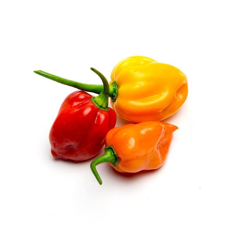 Ripe orange habanero peppers on the plant