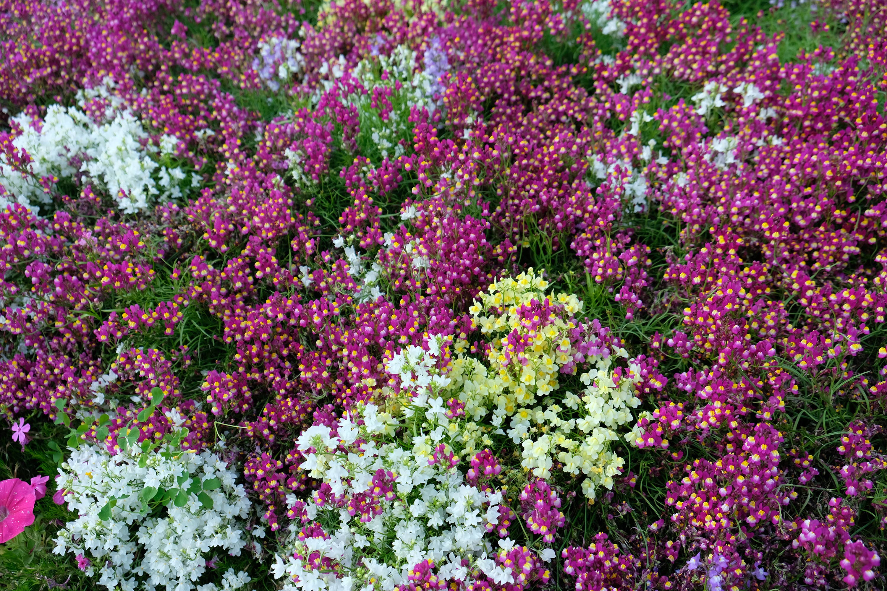 Bentley Seed Co. - Baby Snapdragon Mixed Linaria Maroccana