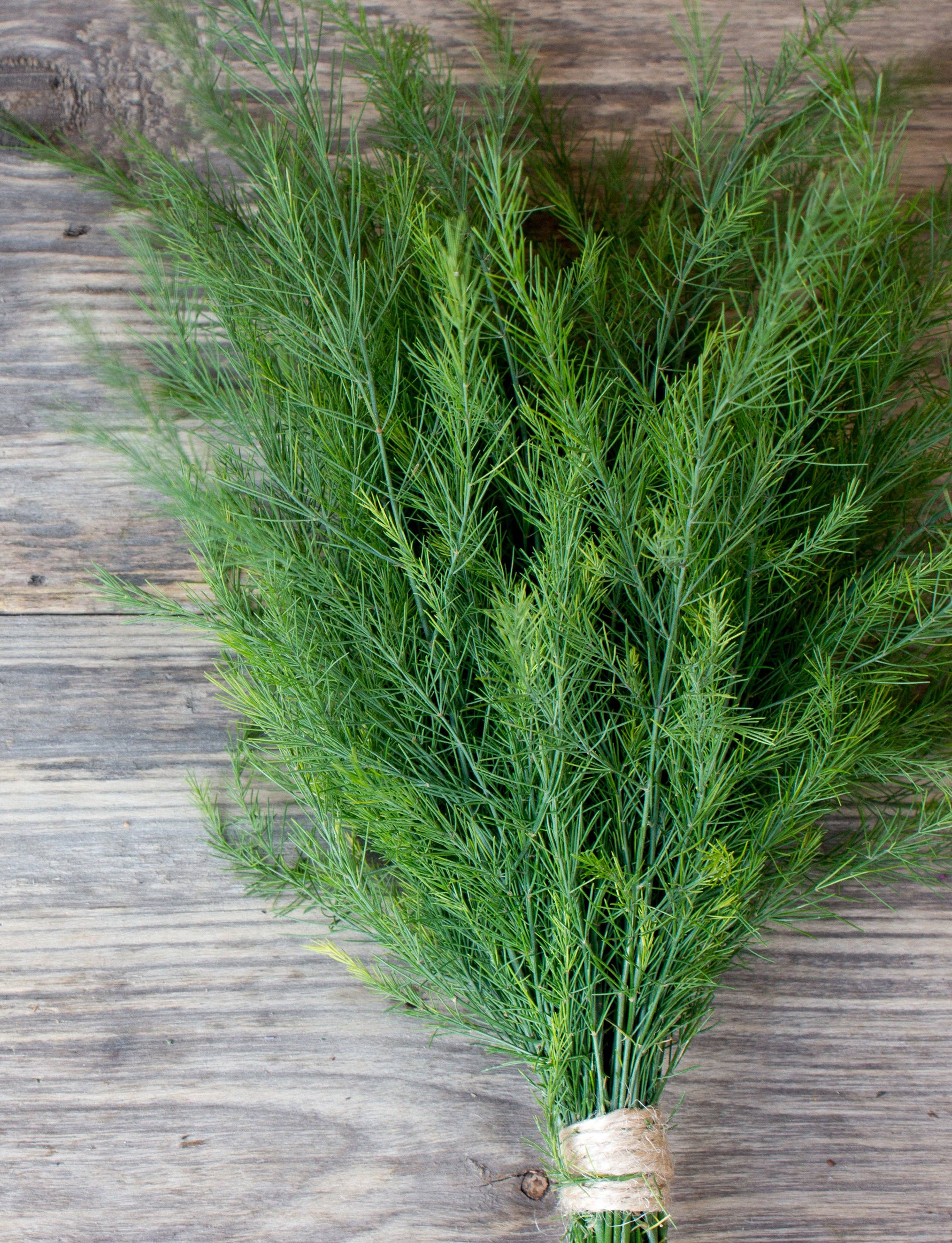 Dill Long Island Mammoth seed packet close-up