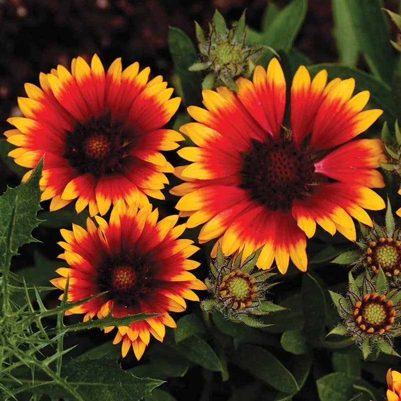 planting gaillardia seeds Blanketflower Seeds