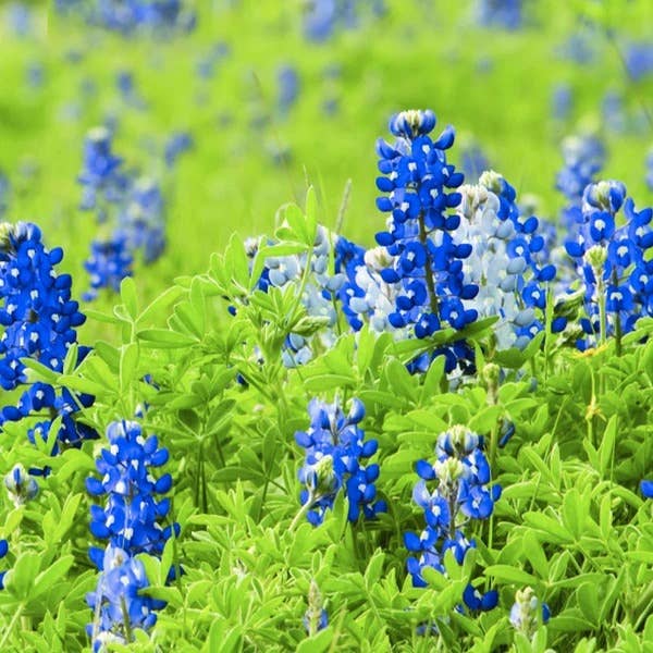 Bentley Seed Co. - Texas Bluebonnet Lupinus Texensis