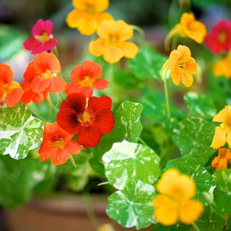 Bentley Seed Co. - Nasturtium Jewel Mixed Colors Tropaeolum Majus