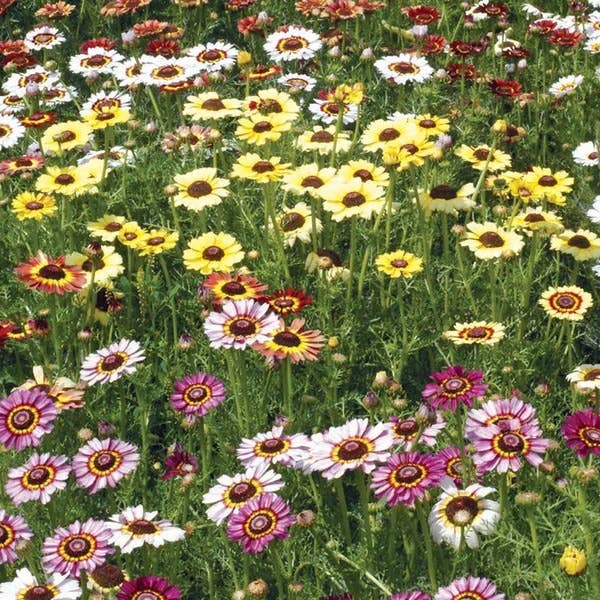 Bentley Seed Co. - Painted Daisy Chrysanthemum Carinatum