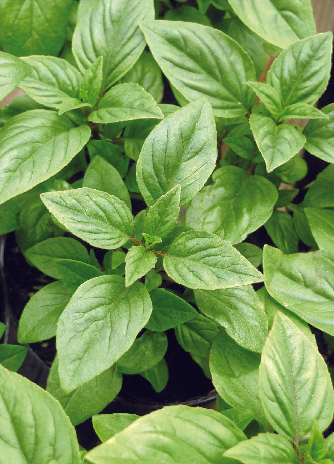 Fresh lemon basil plant with green leaves