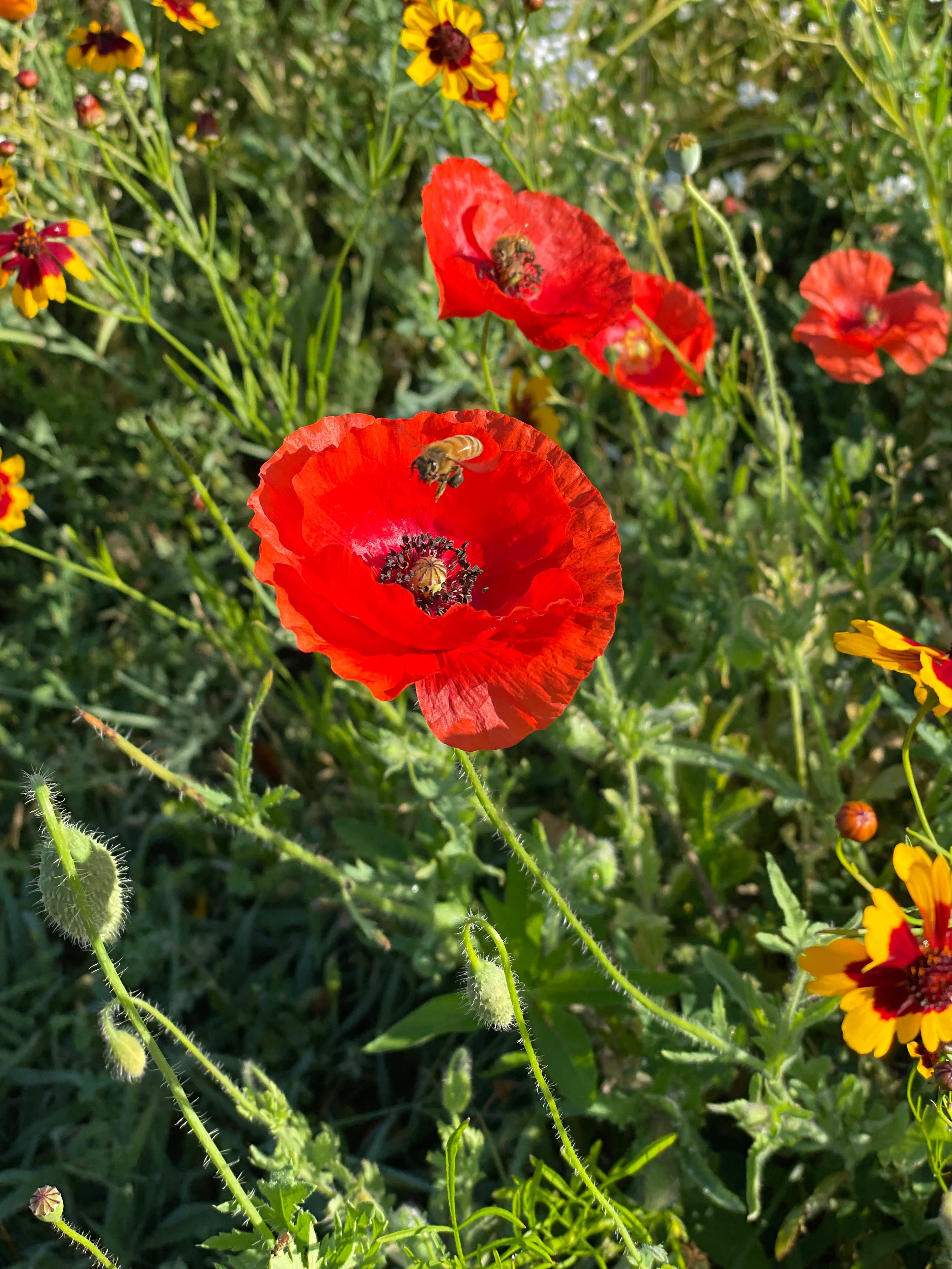 Bentley Seed Co. - Bee Feed Wildflower Seed Packets