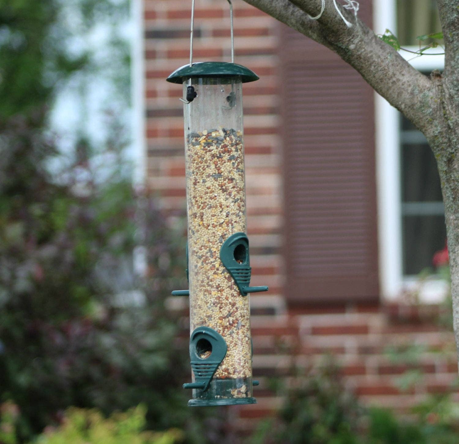Ashman Bird Feeder, Metal Top and Bottom, Spacious Design, Attractive & Long Lasting
