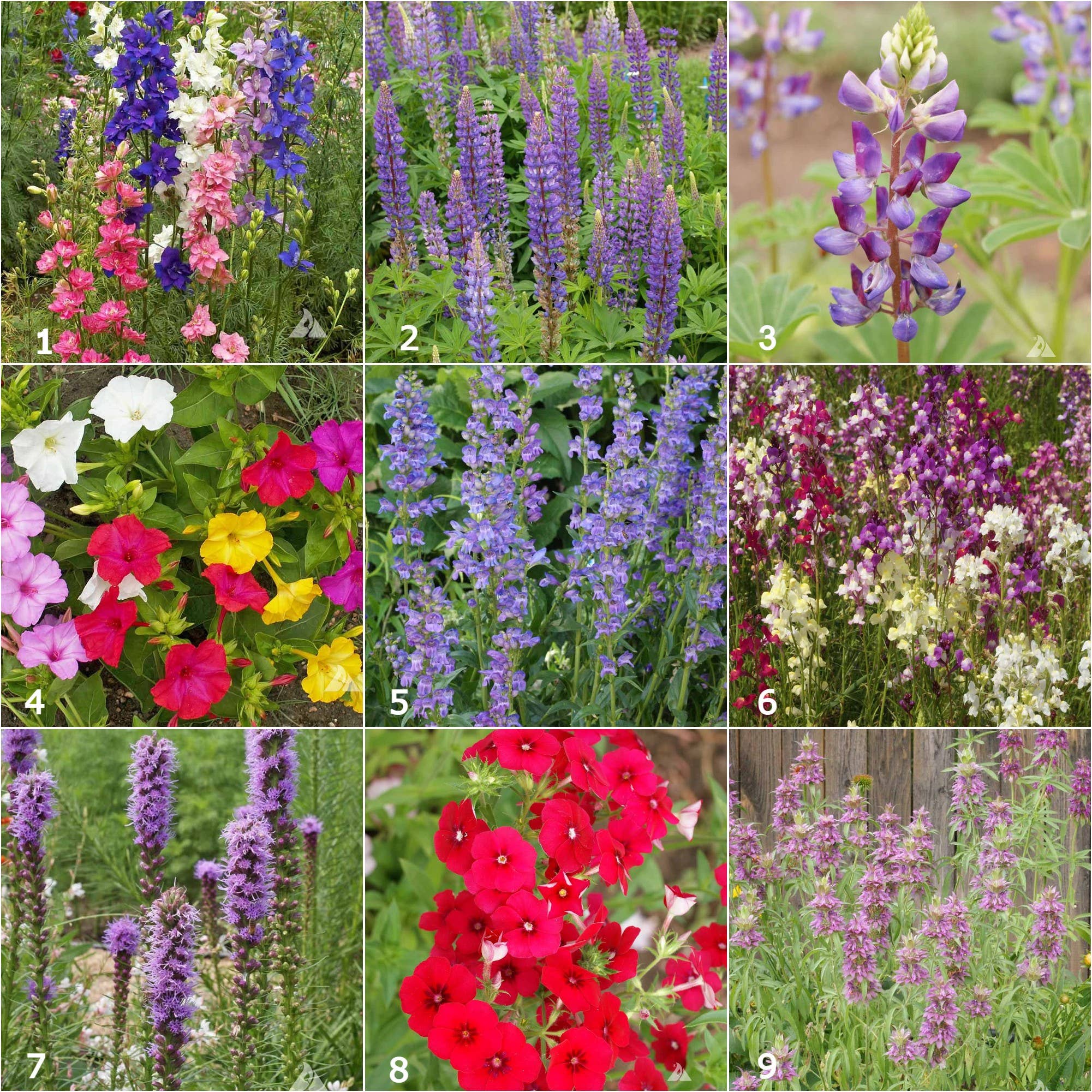 Garden Sprinkles | Hummingbird