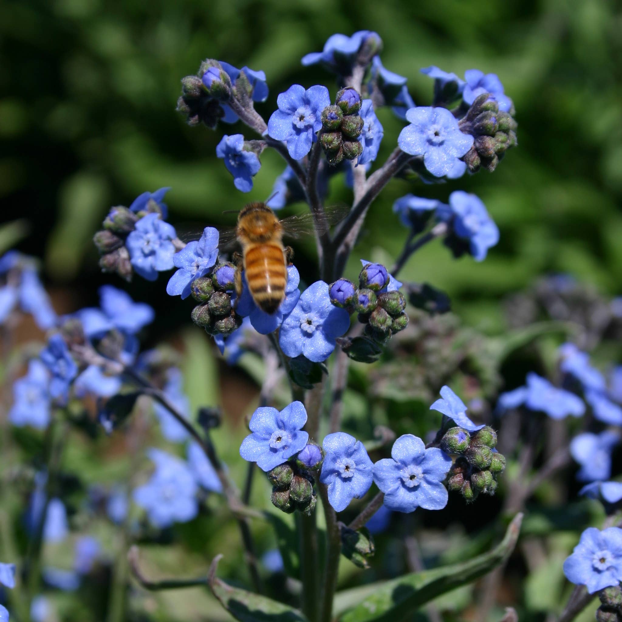 Bentley Seed Co. - Forget Me Not Seed Packets