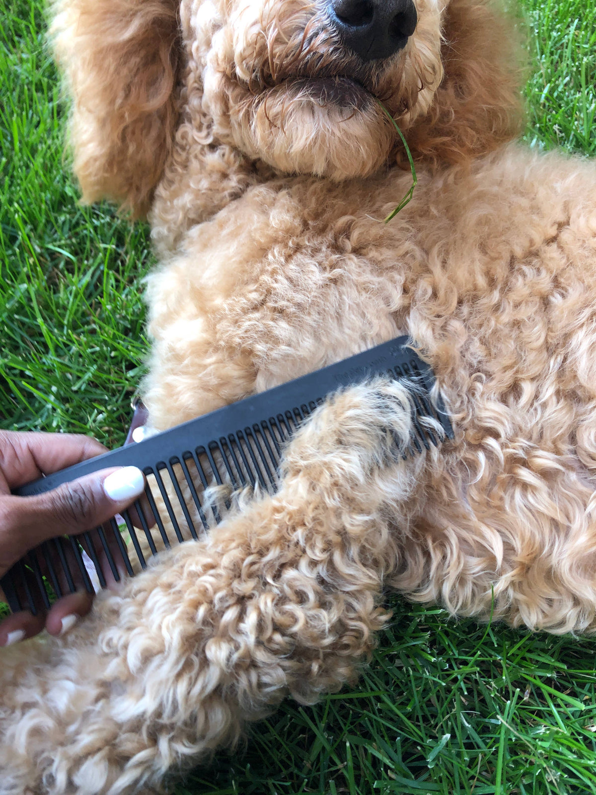 The Pet Comb