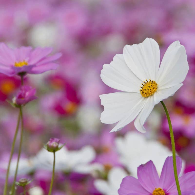 Bentley Seed Co. - Cosmos Sensation Mixed Colors-Cosmos Bipinnatus