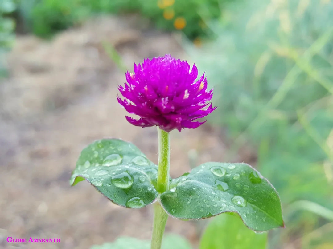 Brim Seed Co. - Southern Acclimated Purple Globe Amaranth Herb Heirloom Seed